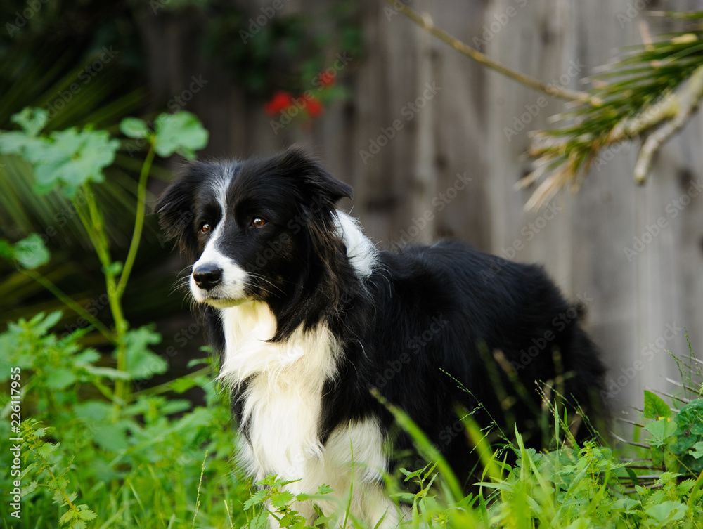 Border Collie dog standing in overgrown grass in the yard