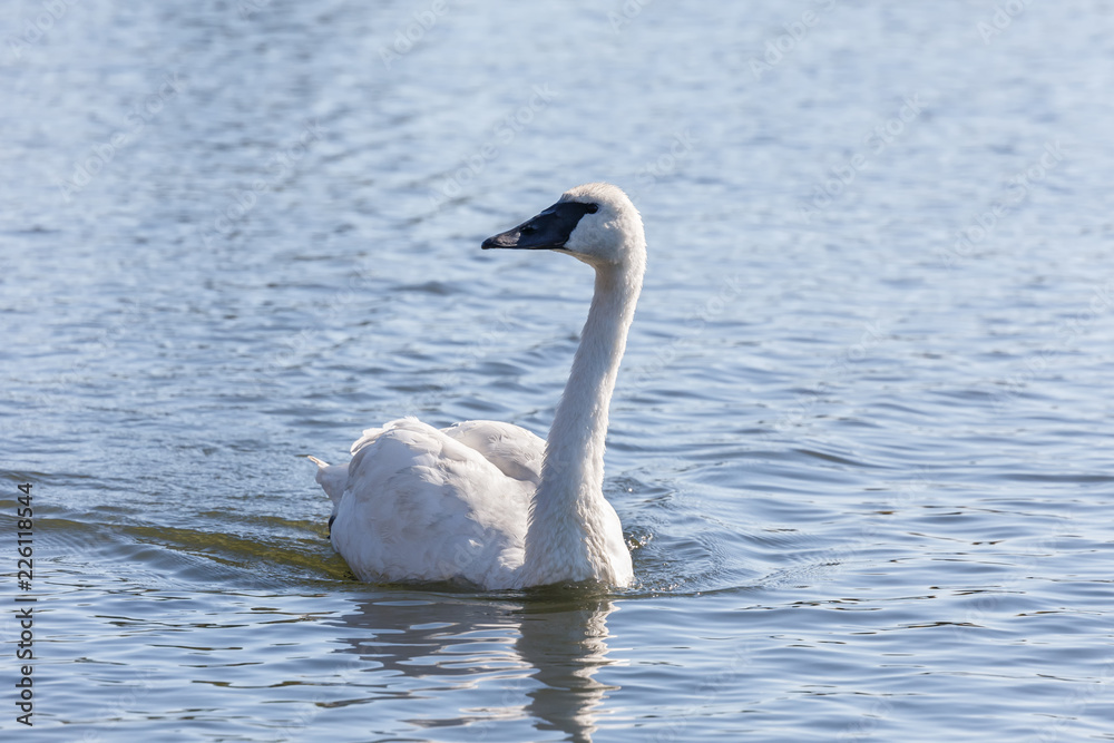 Trumpeter Swan bird