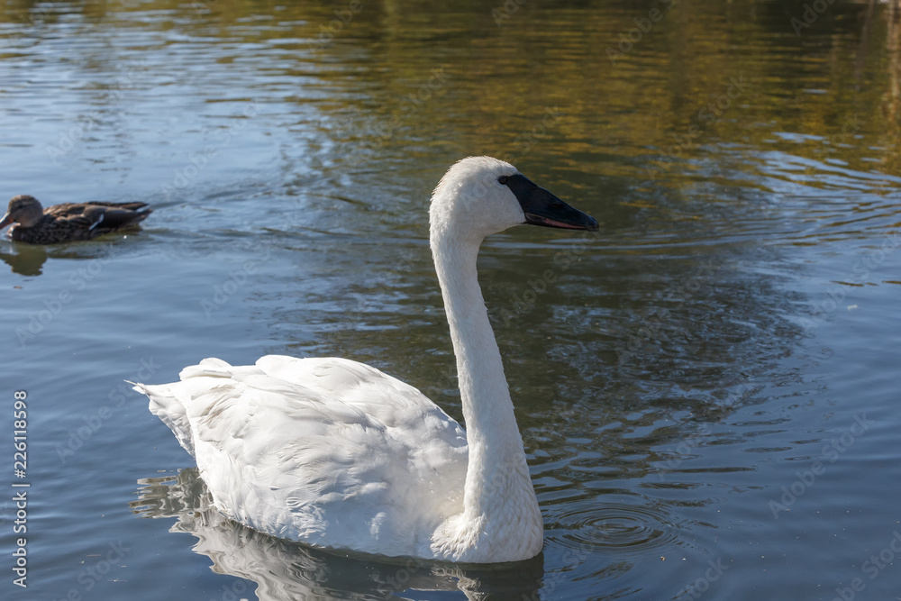 Fototapeta premium Trumpeter Swan bird