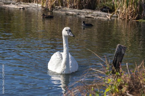 Trumpeter Swan bird