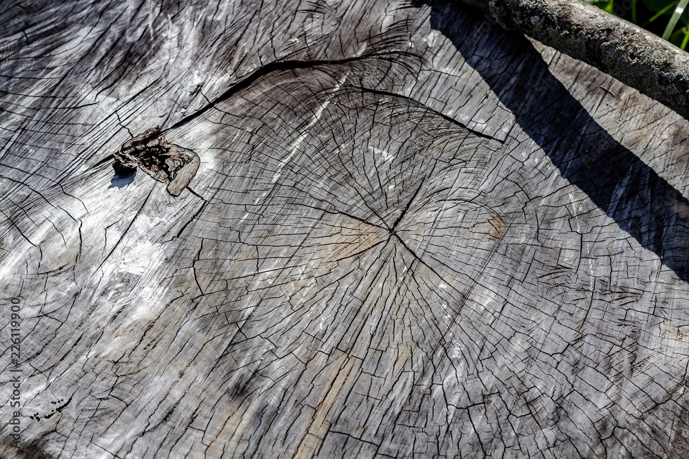 Close Up of the Face of an Aging Log Cut With a Chainsaw