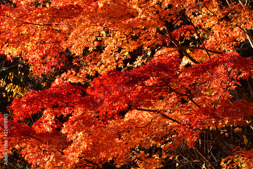 赤く燃える紅葉の木々