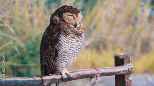 An owl bird standing on the wood when its sleeping during the day. It is not an eagle, it is a owl
