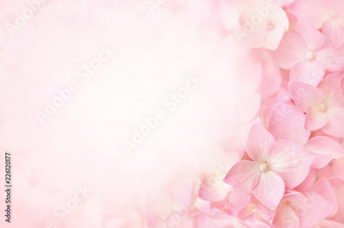 Summer blossoming hydrangea, flower bokeh background, pastel and soft floral card, selective focus © ulada