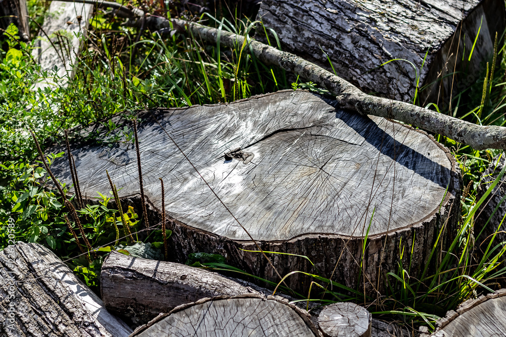 Close Up of the Face of an Aging Log Cut With a Chainsaw