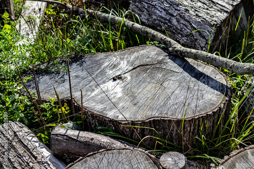 Obraz na płótnie Close Up of the Face of an Aging Log Cut With a Chainsaw w salonie