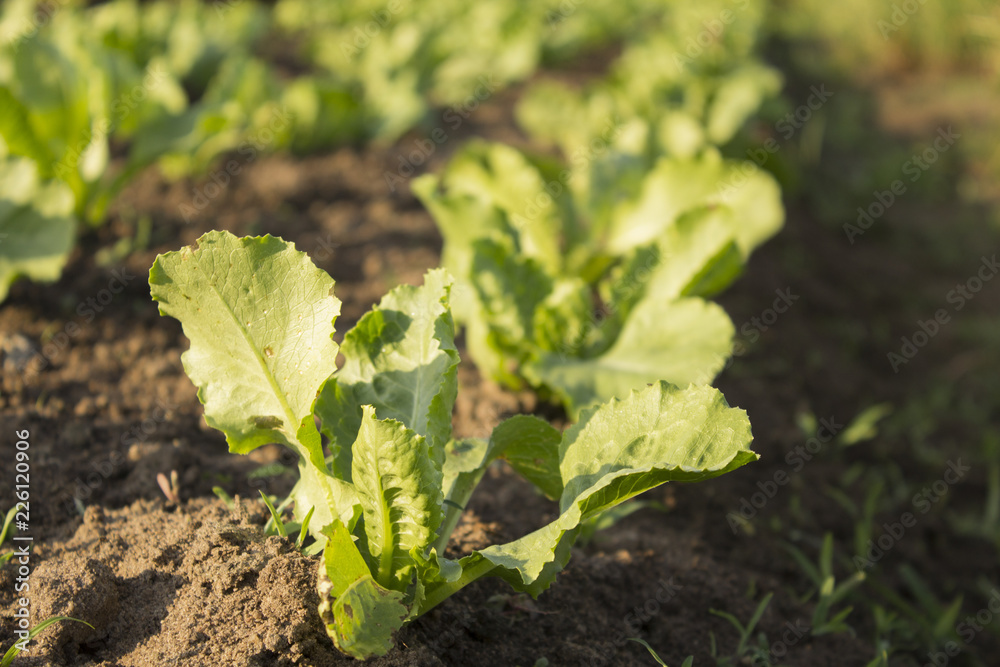 fresh organic lettuces planted in the field fresh organic lettuces planted in the field