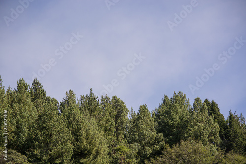 pine forest landscape with cloudy sky