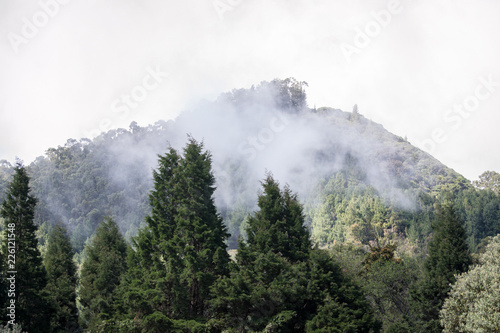 landscape of green pine trees on cloudy day