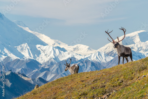 Majestic caribou bull in front of the mount Denali, ( mount Mckinley), Alaskal photo
