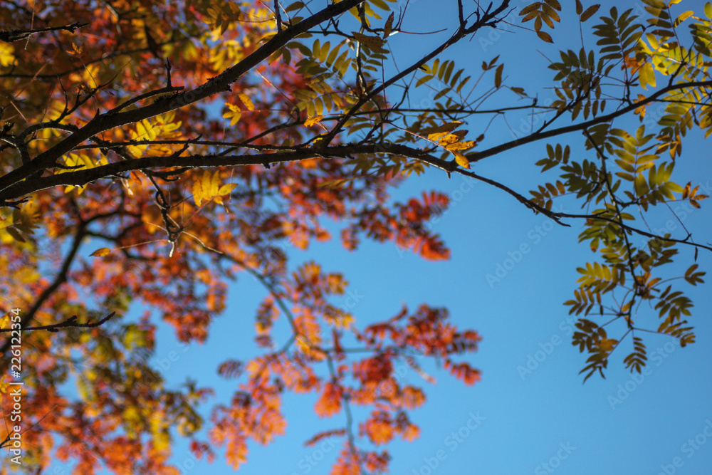 autumn leaves