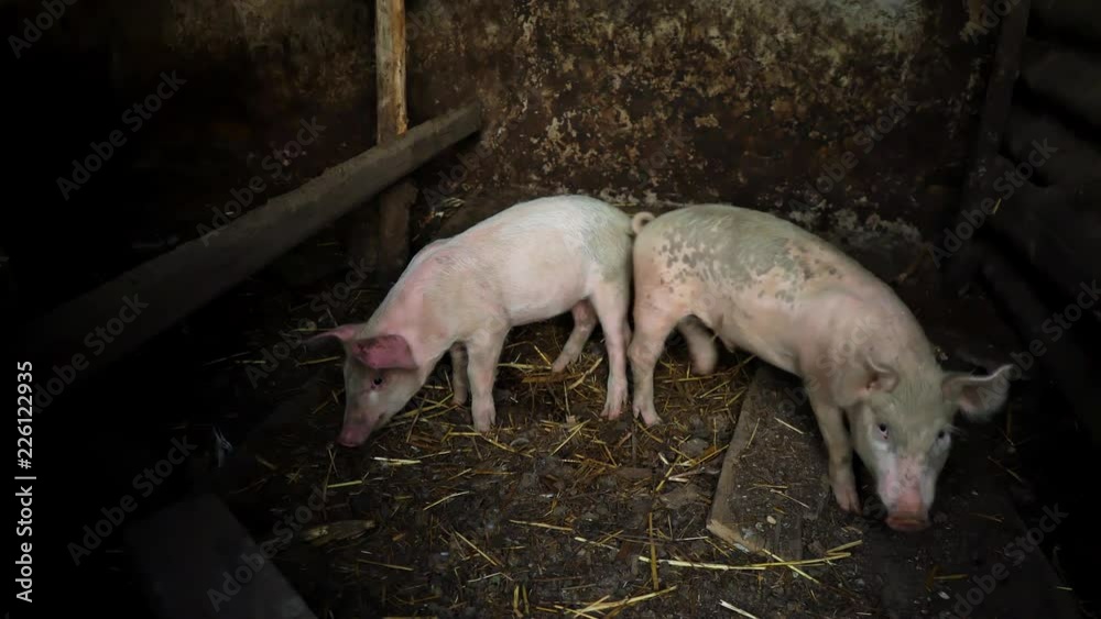 Little pink piglets on a farm. Two funny pigs in the pigsty Little pink piglets on a farm. Two funny pigs in the pigsty