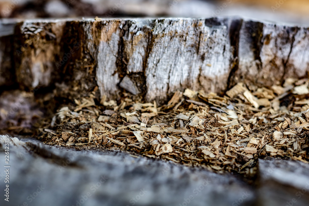 Close Up of an Old Tree Stump With Sawdust From Being Cut.