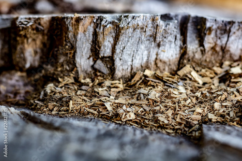 Close Up of an Old Tree Stump With Sawdust From Being Cut. photo