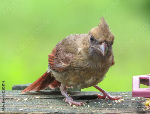 baby cardinal