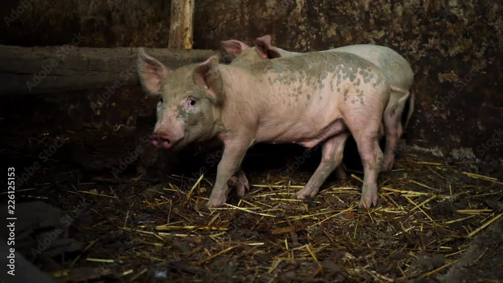 Little pink piglets on a farm. Two funny pigs in the pigsty Little pink piglets on a farm. Two funny pigs in the pigsty
