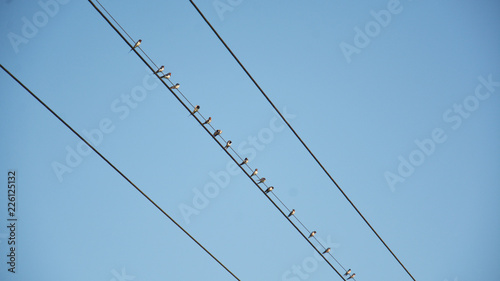 The birds lined up on the top of power cable