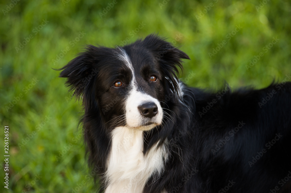Border Collie dog outdoor portrait with green grass background