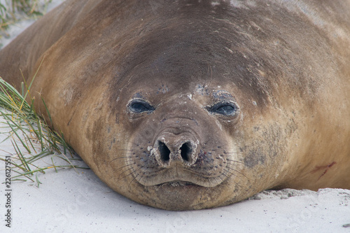 Elephant seal relaxing, chilling out on beach sleeping portrait