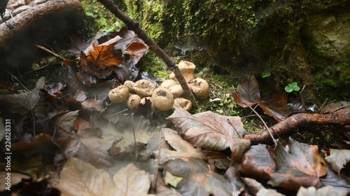 Young girl, unrecognizable, playing in forest and popping puffball mushrooms with stick, 4k, childhood fun in woods, outdoor playing, handheld photo