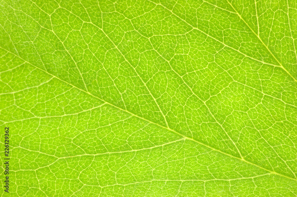 Green Leaf Macro Closeup Background Texture, Large Detailed Textured Pattern Horizontal Copy Space Green Leaf Macro Closeup Background Texture, Large Detailed Textured Pattern Horizontal Copy Space