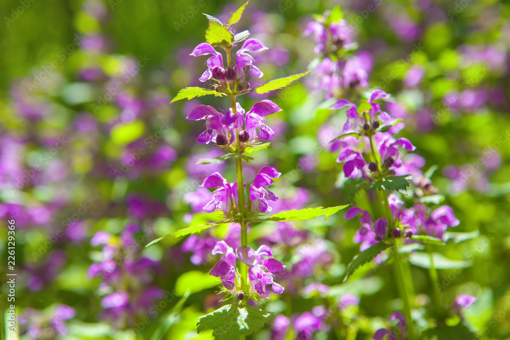 vibrant wild flowers