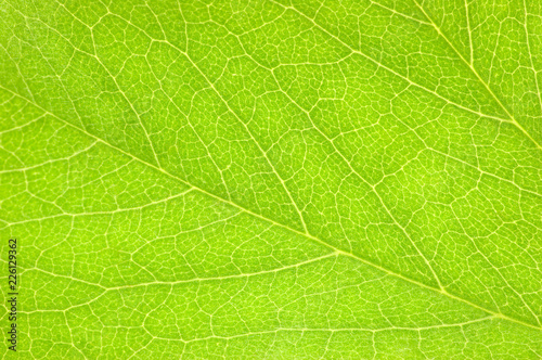 Green Leaf Macro Closeup Background Texture, Large Detailed Textured Pattern Horizontal Copy Space