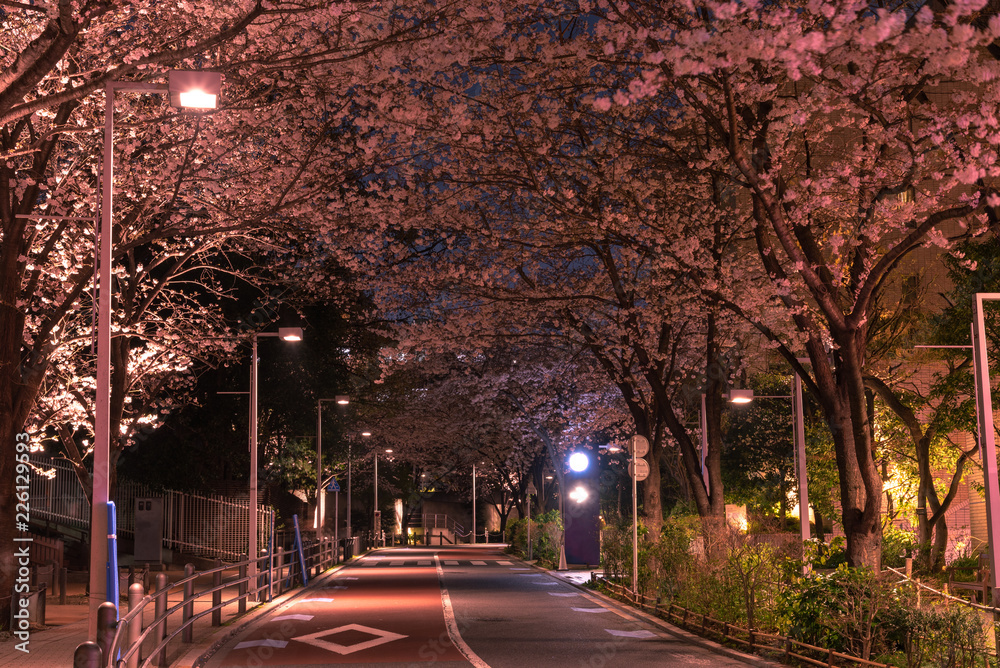 Roppongi Sakurazaka, Tokyo, Japan - March 26, 2018: Cherry blossoming at Roppongi Sakurazaka, Tokyo, Japan.