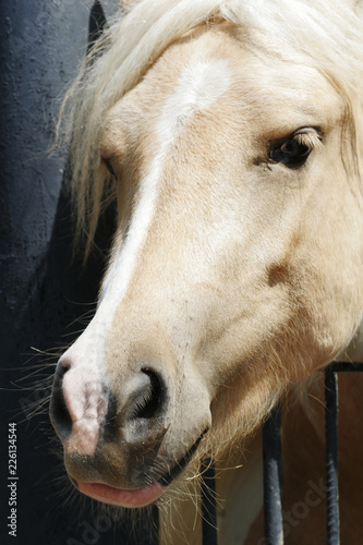 Prozhivalsky horse slips his head through the fence