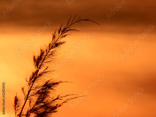 The tip of a delicate pine tree silhouetted against a bright orange sunset sky background.