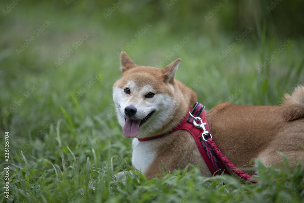 くつろぐ柴犬