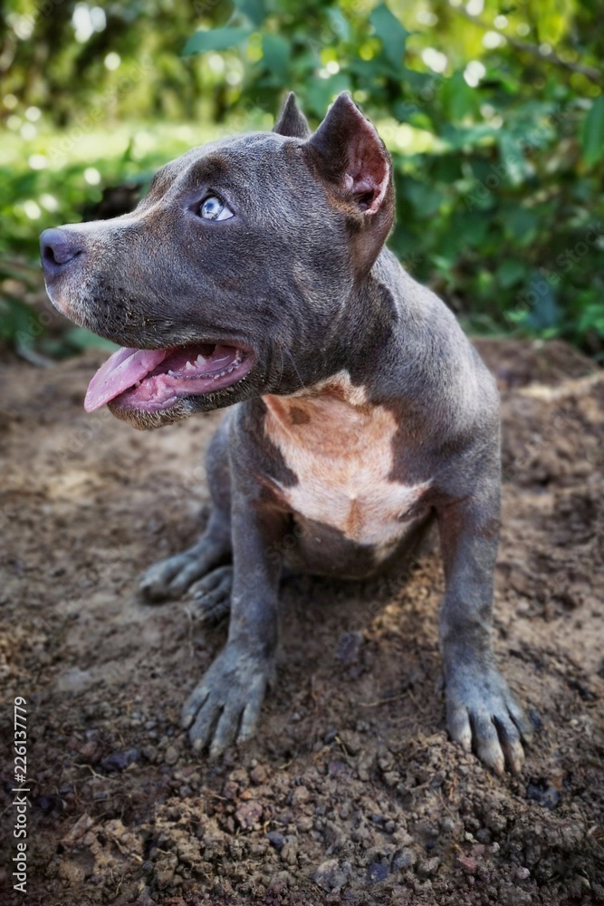 Happy play for Pit Bull Terrier mixed breed dog with the soil