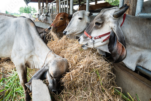 Cow eating rice straw in the cowshed, livestock in Thailand