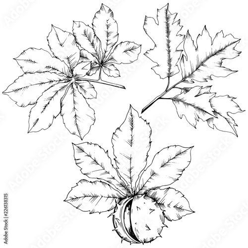 Vector autumn chestnut plant and leaves. Leaf plant botanical garden floral foliage. Isolated illustration element. Vector leaf for background, texture, wrapper pattern, frame or border.