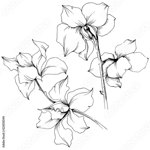 Vector orchid flower. Floral botanical flower. Isolated illustration element. Aquarelle wildflower for background, texture, wrapper pattern, frame or border.