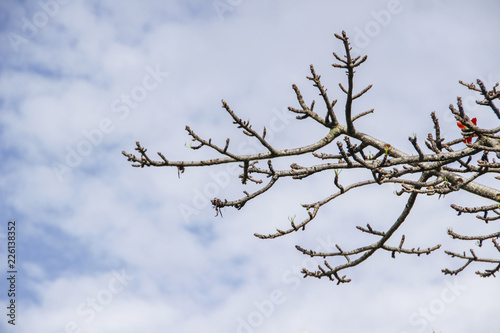 leafless branches with cloudy blue sky