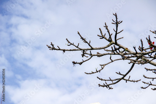 leafless branches with cloudy blue sky