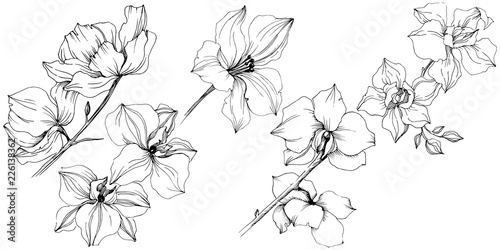 Vector orchid flower. Floral botanical flower. Isolated illustration element. Aquarelle wildflower for background, texture, wrapper pattern, frame or border.