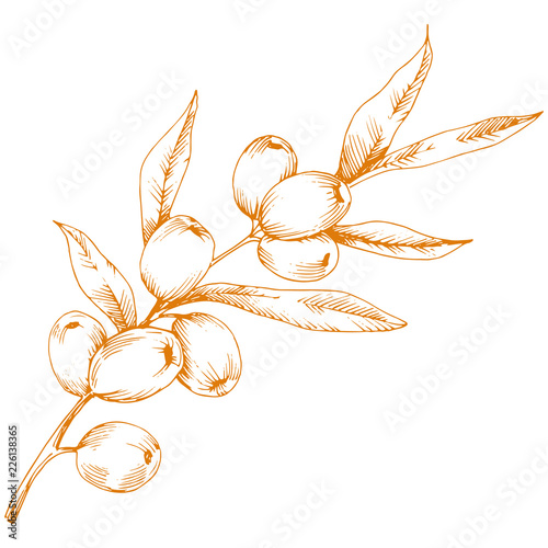 Orange hippophae plant. Vector icon on white background. Vector flower for background, texture, wrapper pattern, frame or border.