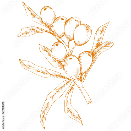 Orange hippophae plant. Vector icon on white background. Vector flower for background, texture, wrapper pattern, frame or border.