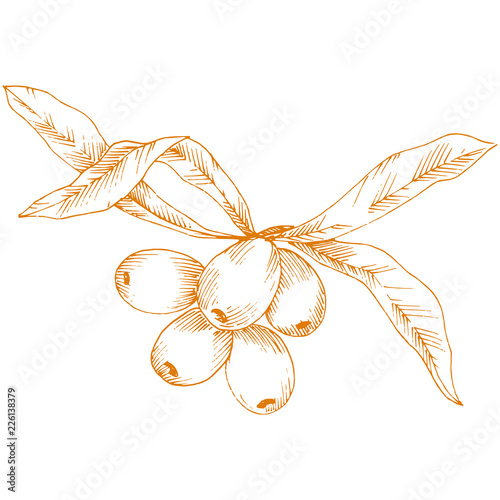 Orange hippophae plant. Vector icon on white background. Vector flower for background, texture, wrapper pattern, frame or border.