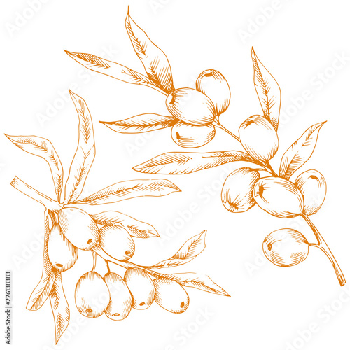 Orange hippophae plant. Vector icon on white background. Vector flower for background, texture, wrapper pattern, frame or border.