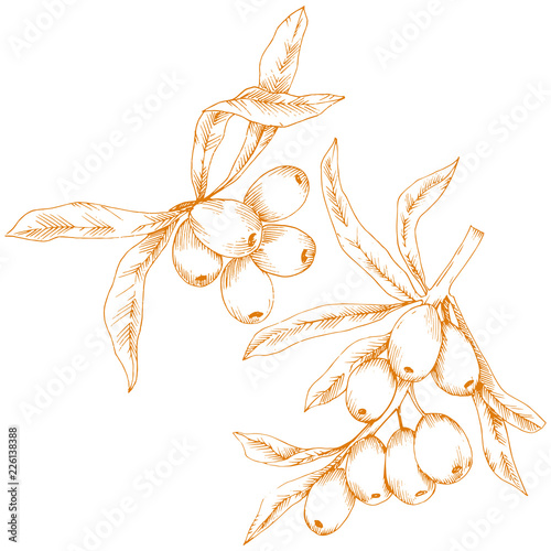 Orange hippophae plant. Vector icon on white background. Vector flower for background, texture, wrapper pattern, frame or border.