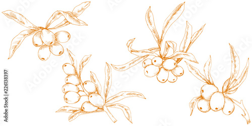 Orange hippophae plant. Vector icon on white background. Vector flower for background, texture, wrapper pattern, frame or border.