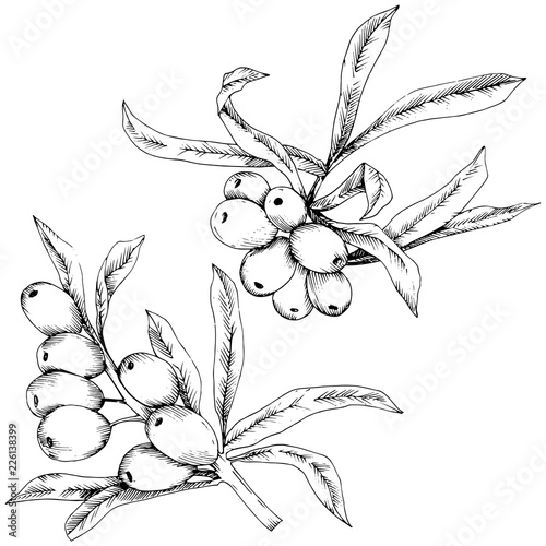Hippophae plant vector icon on white background. Vector flower for background, texture, wrapper pattern, frame or border.