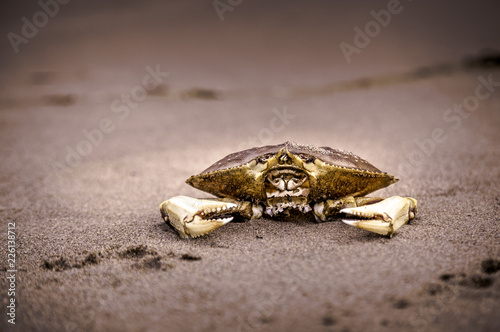 Beached Dungeness Crab