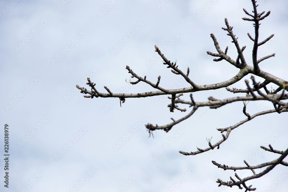 leafless branches with cloudy blue sky
