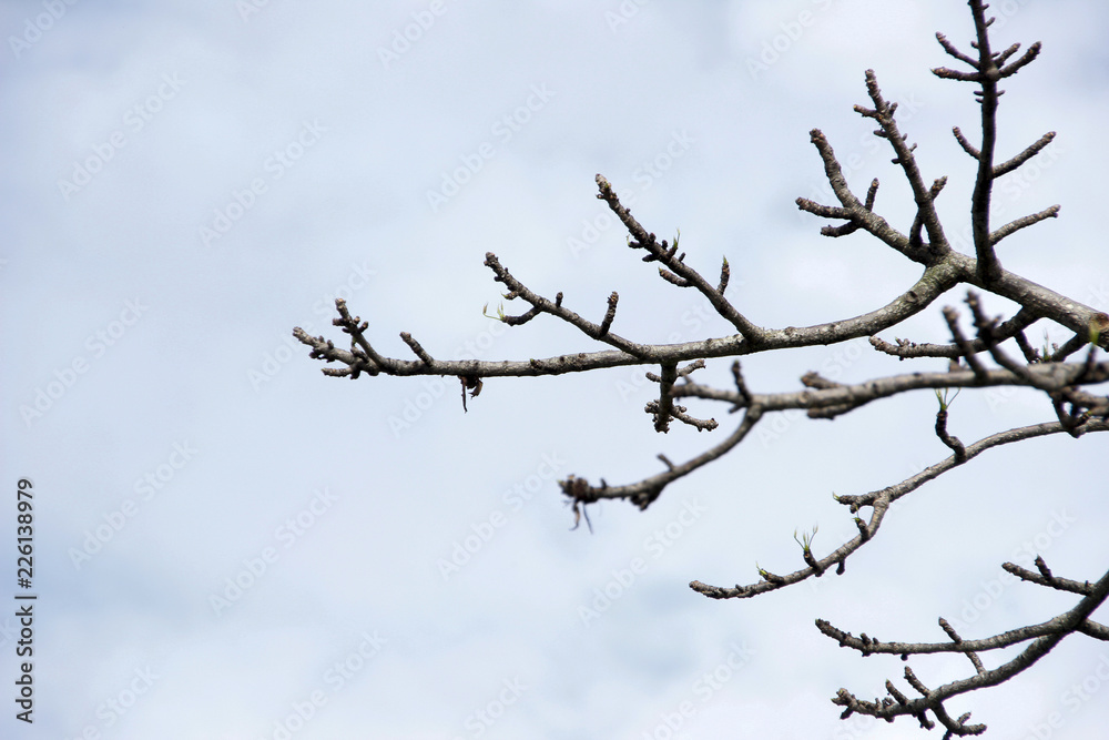 leafless branches with cloudy blue sky leafless branches with cloudy blue sky