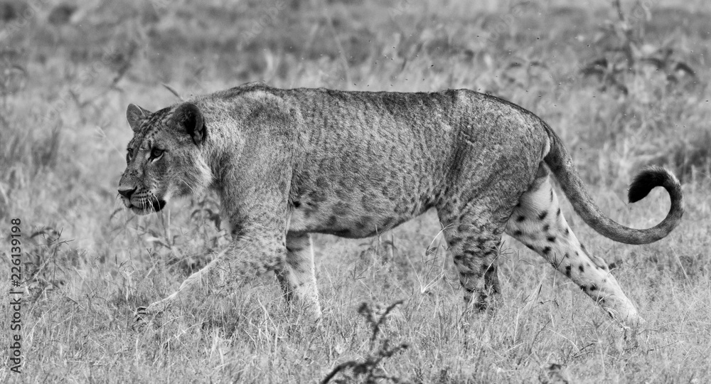 Lioness in the Maasai Mara National Park, Kenya Lioness in the Maasai Mara National Park, Kenya