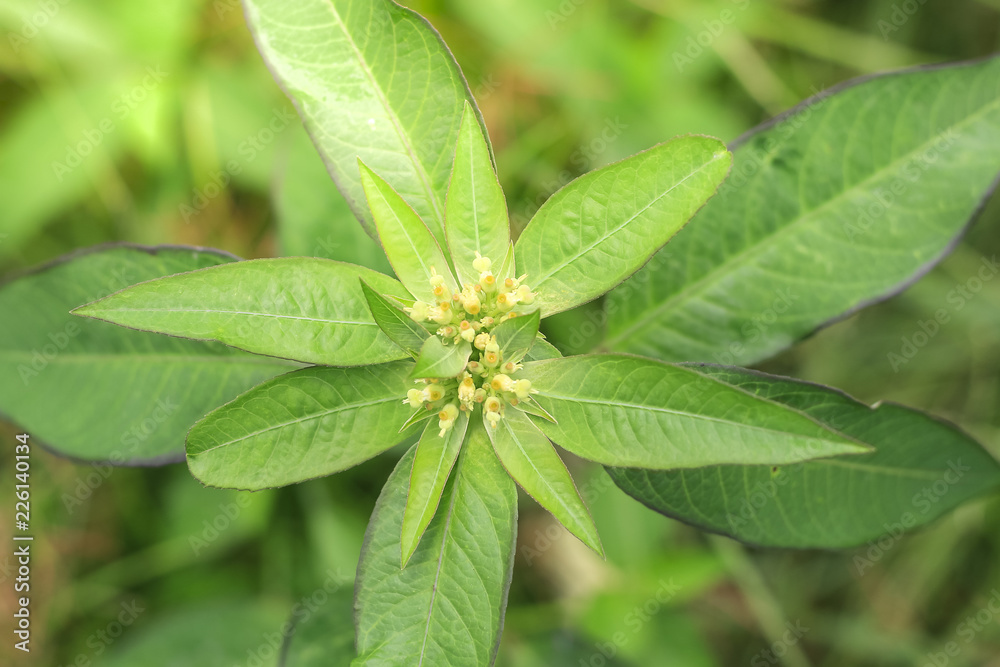 Flowers in the garden with leaves on a blurry green backdrop of natural beauty. Flowers in the garden with leaves on a blurry green backdrop of natural beauty.